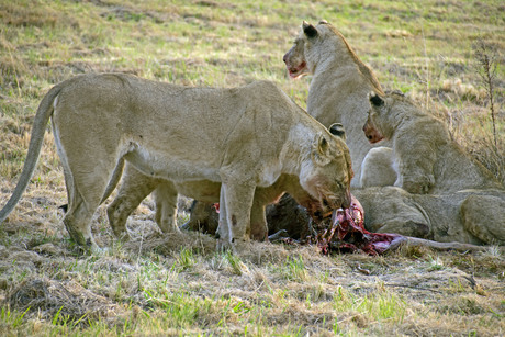 leeuwen aan de maaltijd