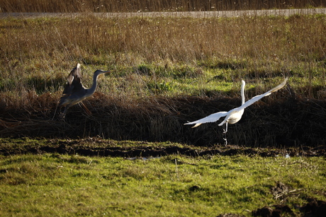 Zilverreiger