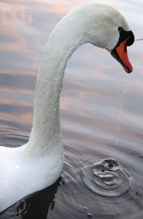 The Sensitive Swan