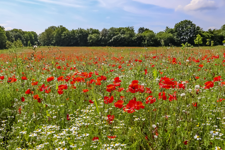 Klaprozenveld