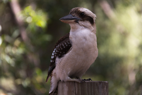 AUS - Fraser Island