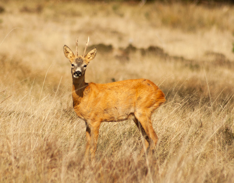 Reebok Hoge Veluwe