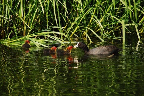 Meerkoetjes