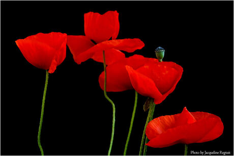 papavertjes