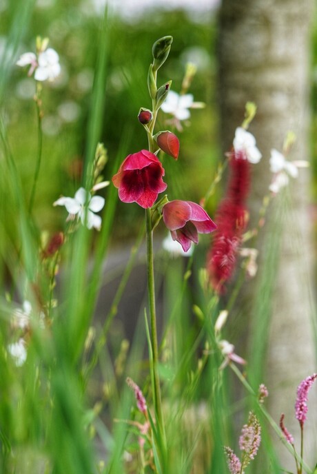 Gladiolus papilio "Ruby"