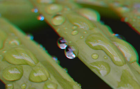 Victoria-serre  Blijdorp Rotterdam 3D Sigma 105mm anaglyph