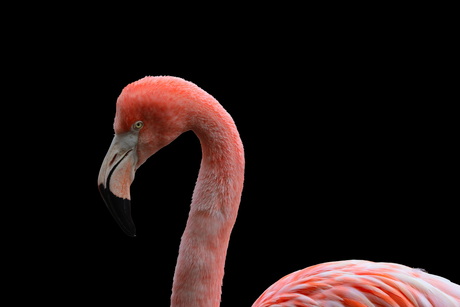 Meer flamingo's -1-