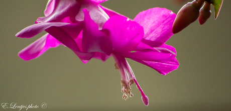 macro lid-cactus