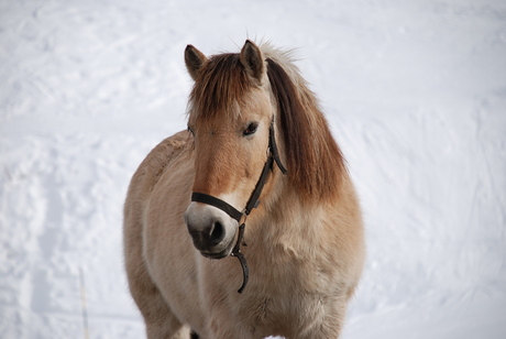 paard in de sneeuw