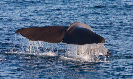 walvis staart