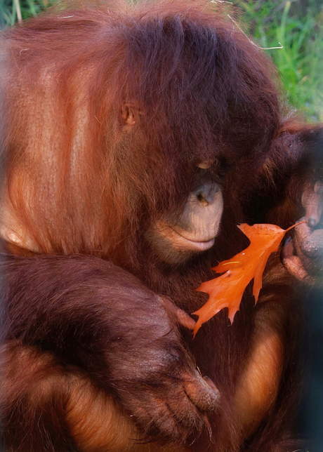 Herfst bij de orang-oetan 