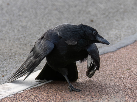 Kung Fu Crow