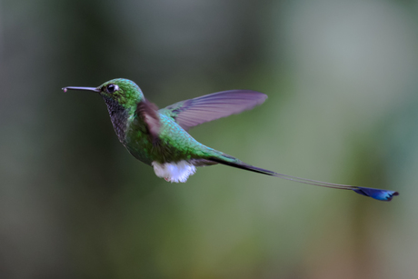 Vliegende groene kolibrie in het nevelbos