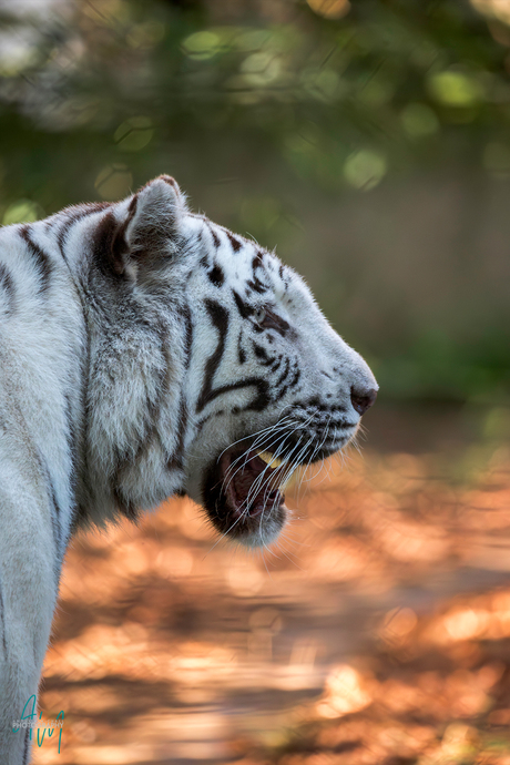 Witte tijger