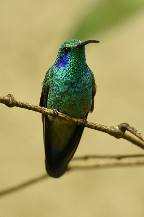 Kolibri (green violet ear)