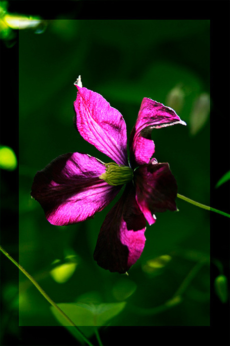 Clematis