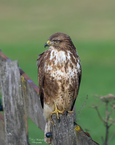 Buizerd