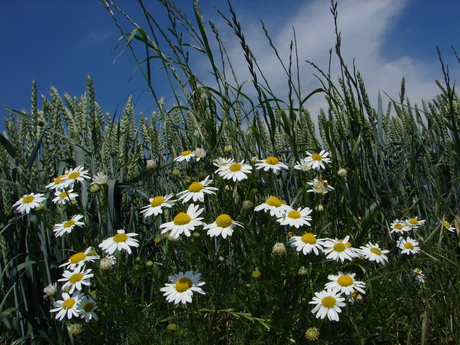 Kamille in korenveld