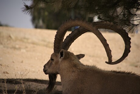 Steenbok in negev woestijn