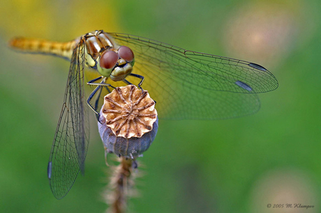 Libelle op papaver