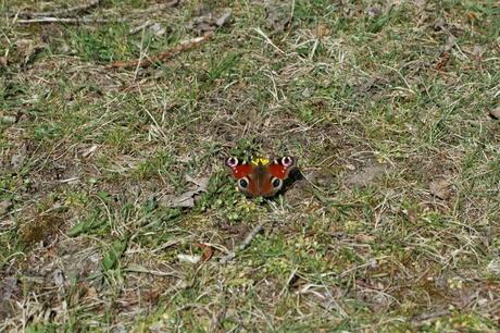 vlinder in het gras