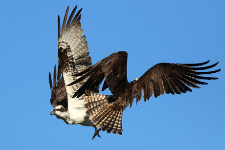 Clash of the Ospreys