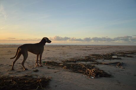 Weimaraner Sandy