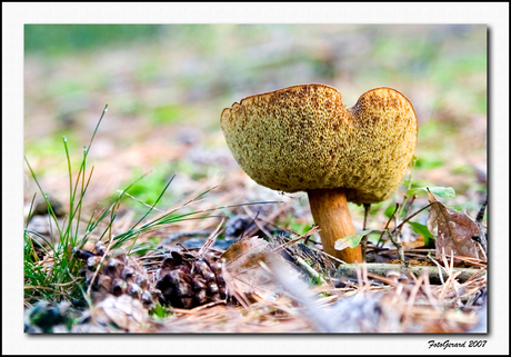 Denneneekhoorntjesbrood en niet Bittere boleet