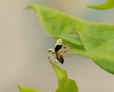 Groene Snuitkever van start