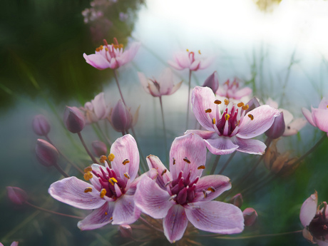 polderbloemen