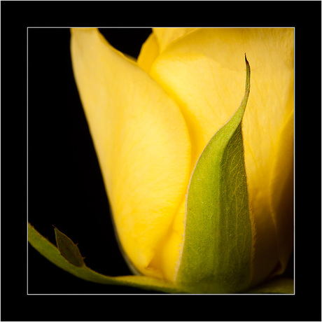 a Yellow Rose