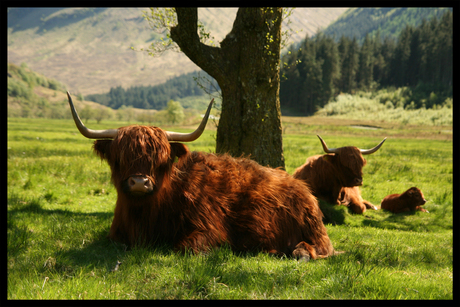 Waakzaam - Highland cattle
