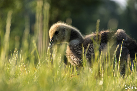 A little fellow