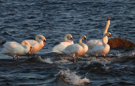 de familie Zwaan