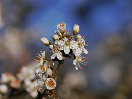 Een bloem voor...