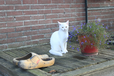 Witte kat