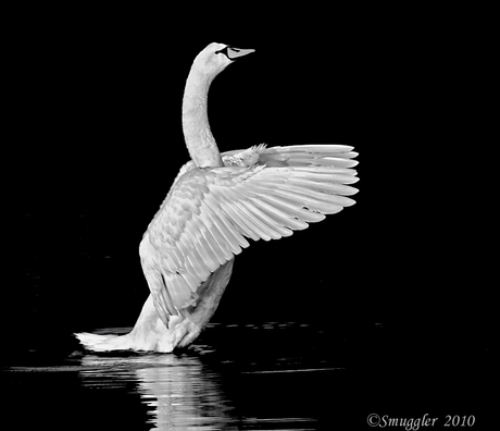 Lonely swan...