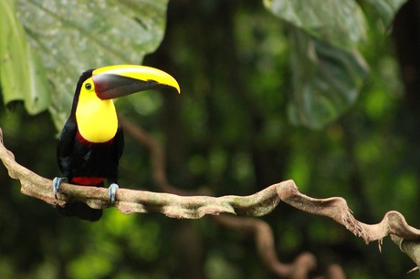 toekan, Costa Rica