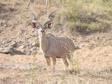 Kudu