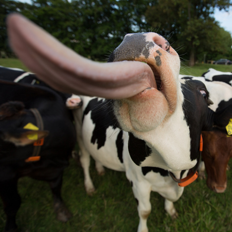 Froggie the Cow