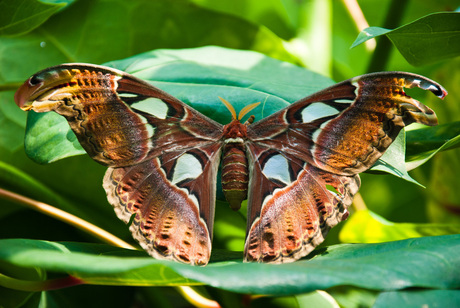 Atlas vlinder