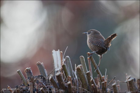 winterkoning