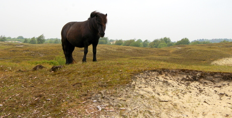 Shetlandpony bij Renesse