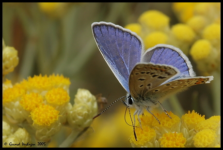 Icarus blauwtje