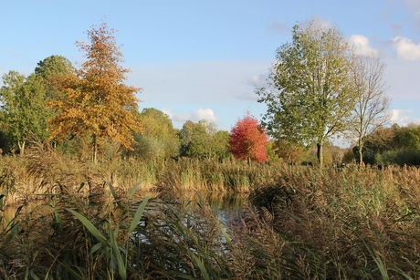 Herfstkleuren.JPG