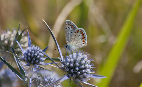 Icarus blauwtje