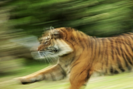 tijger op jacht
