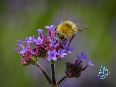 Hommel eet.