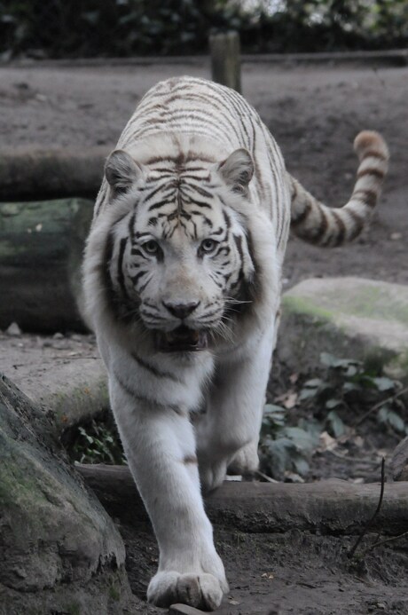 White tiger