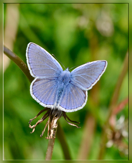 Icarus Blauwtje